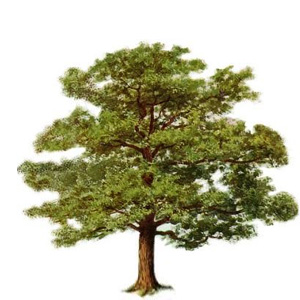 Oak tree