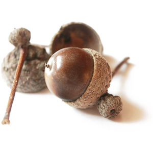 Acorns